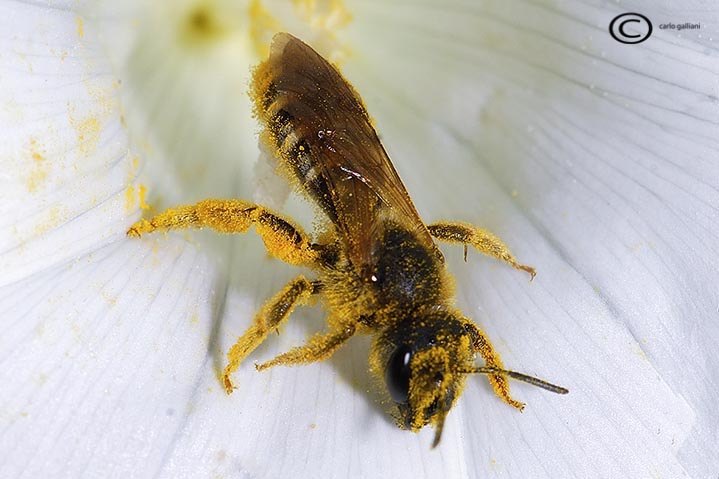 Halictus  scabiosae e Halictus sp.